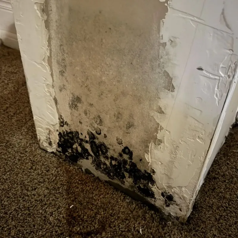 Professional Mold Removal in Asbury, IA